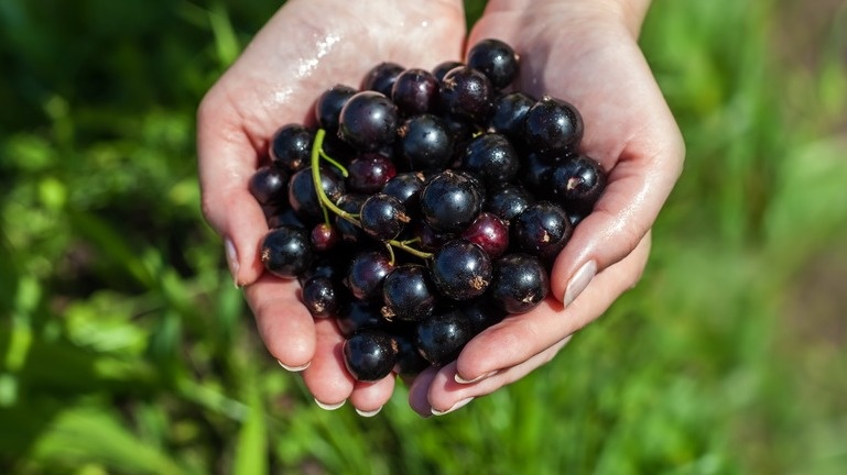 Разница в урожайности между возрастным и молодым кустом говорит сама за себя