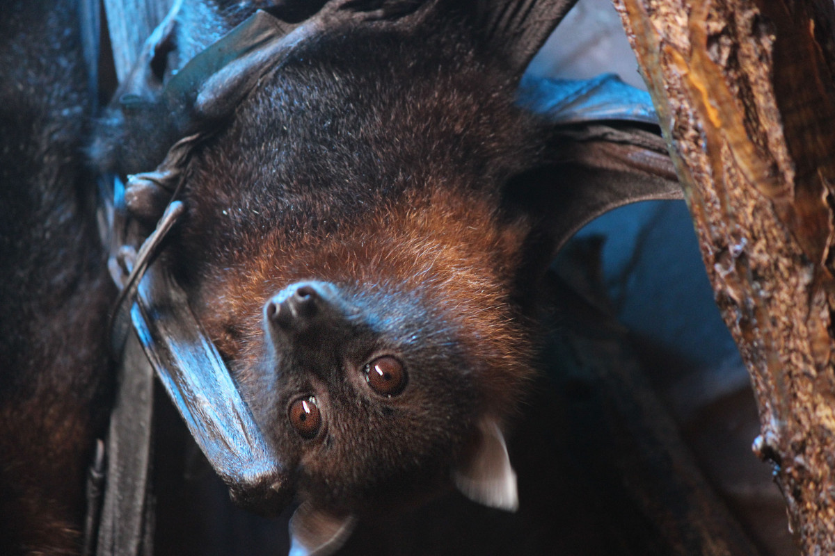  Адрес изображения https://www.vremyan.ru/_data/objects/0048/2307/icon.jpg?1643720131