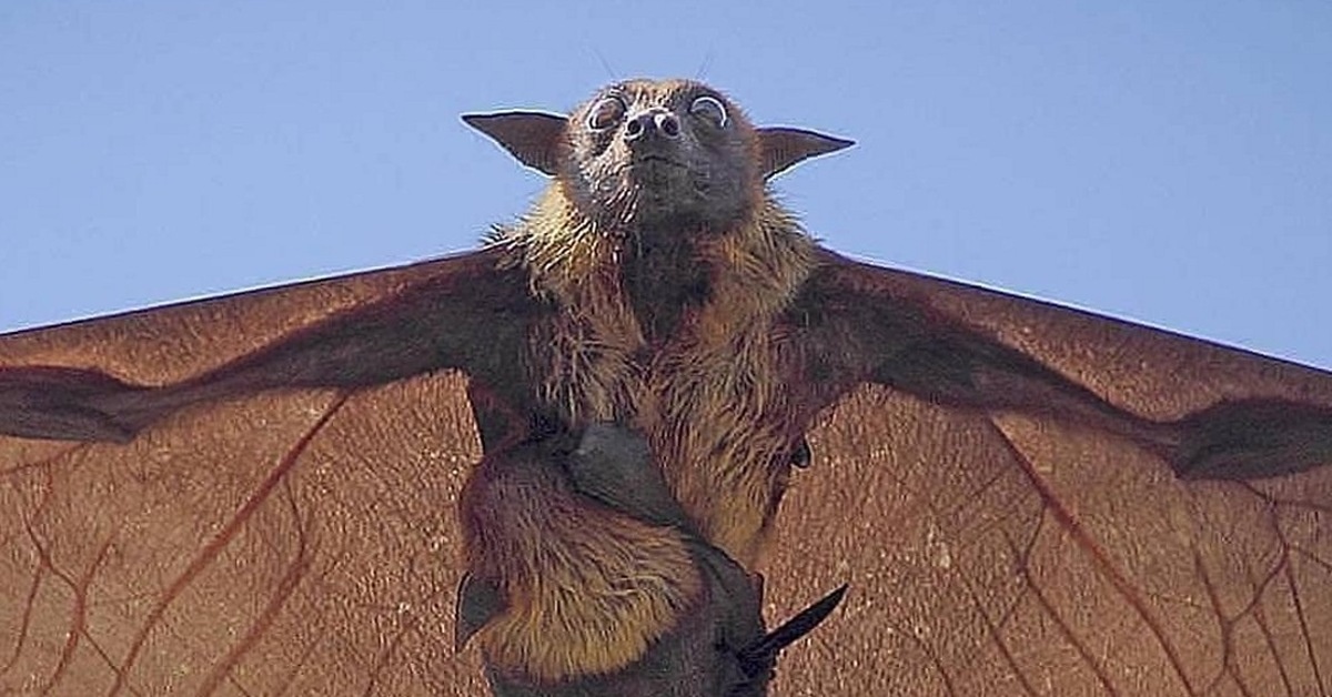  Адрес изображения https://cs14.pikabu.ru/post_img/2023/01/15/6/og_og_167377136422584541.jpg