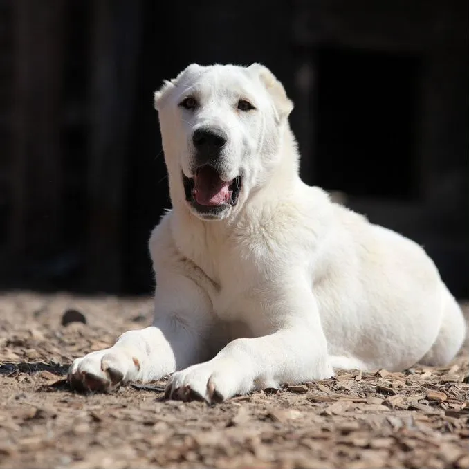 яндекс-картинки