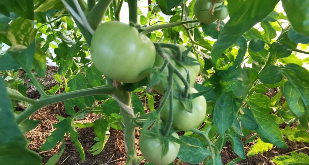 Покупаю ранние томаты вместо поздних сортов. 6 проверенных дают урожай за 90 дней