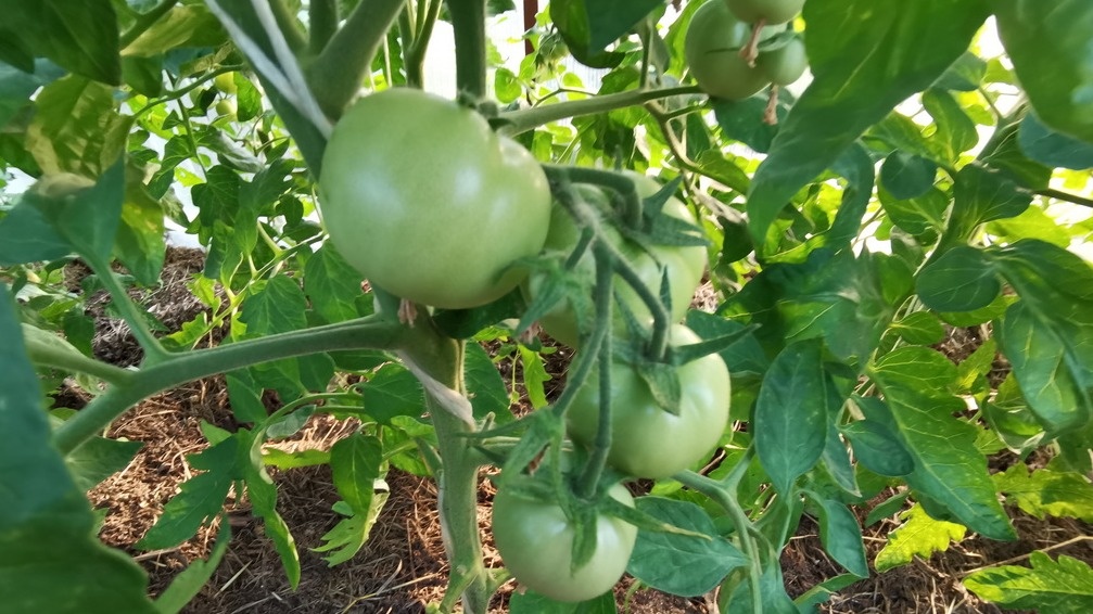 Поздние сорта требуют 120-140 дней от всходов до сбора урожая.