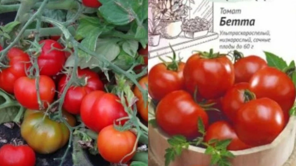 Сорт "Бетта" в середине июля - компактный куст с обильным урожаем