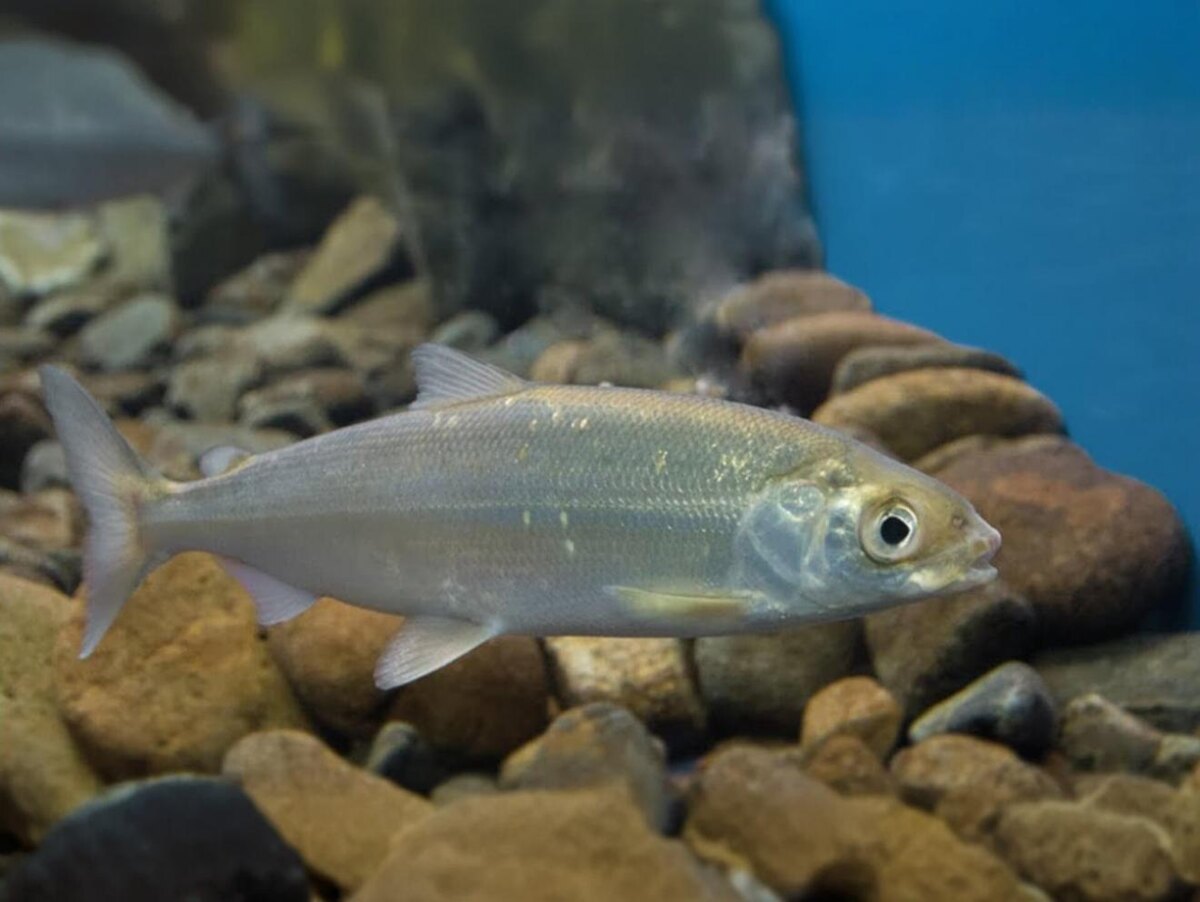 Изображение: egov-buryatia.ru