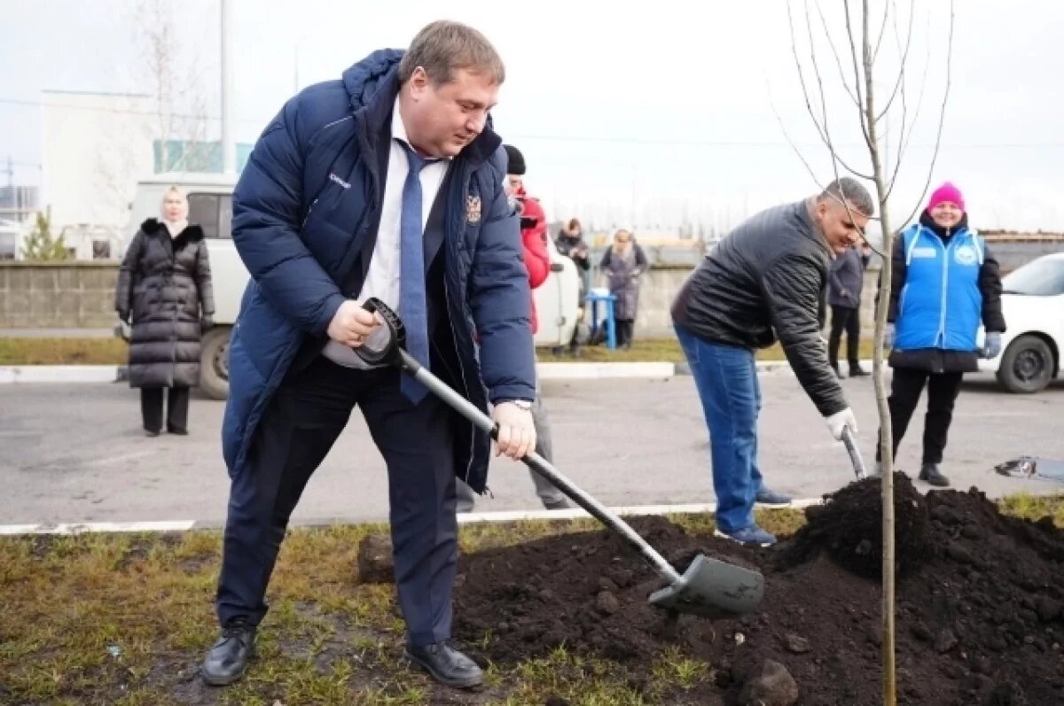    В новом микрорайоне Ульяновска посадили 140 пирамидальных тополей