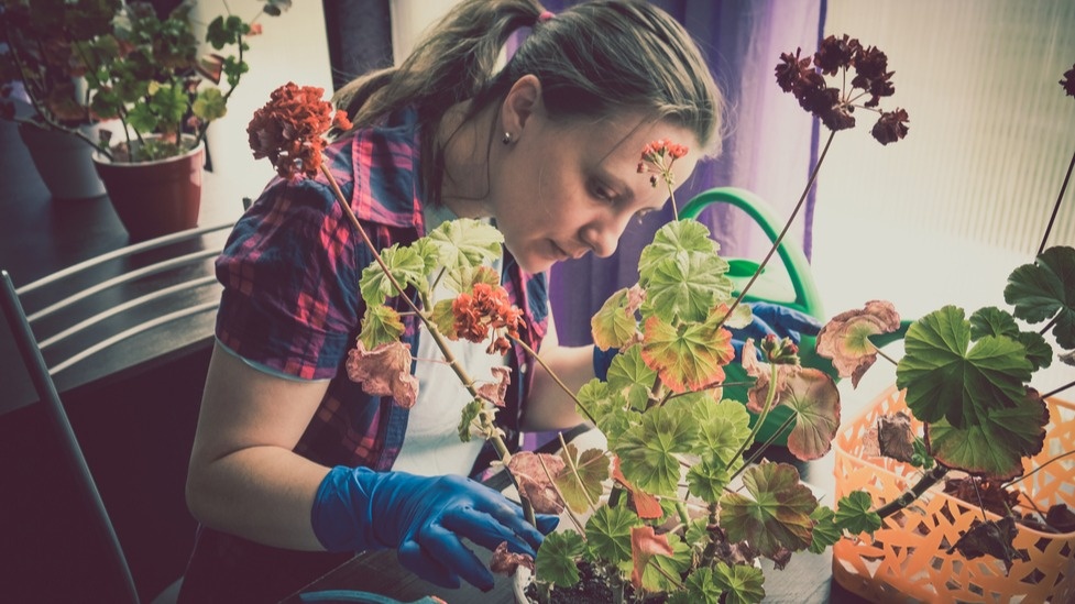 Результат неправильных зимних подкормок - погибшие растения