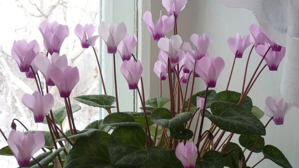 Удобряю комнатные растения картофелем 2 недели. Герань зимой не трогаю