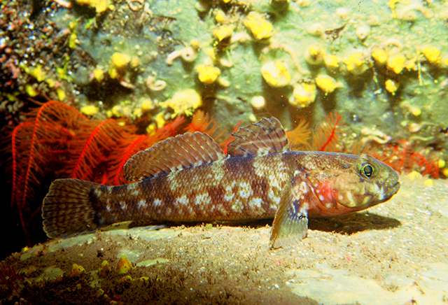 Бычок-паганель.