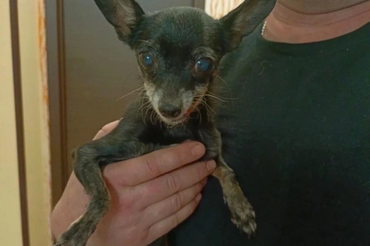    Тюменцы приютили собаку, выброшенную на улицу в мороз