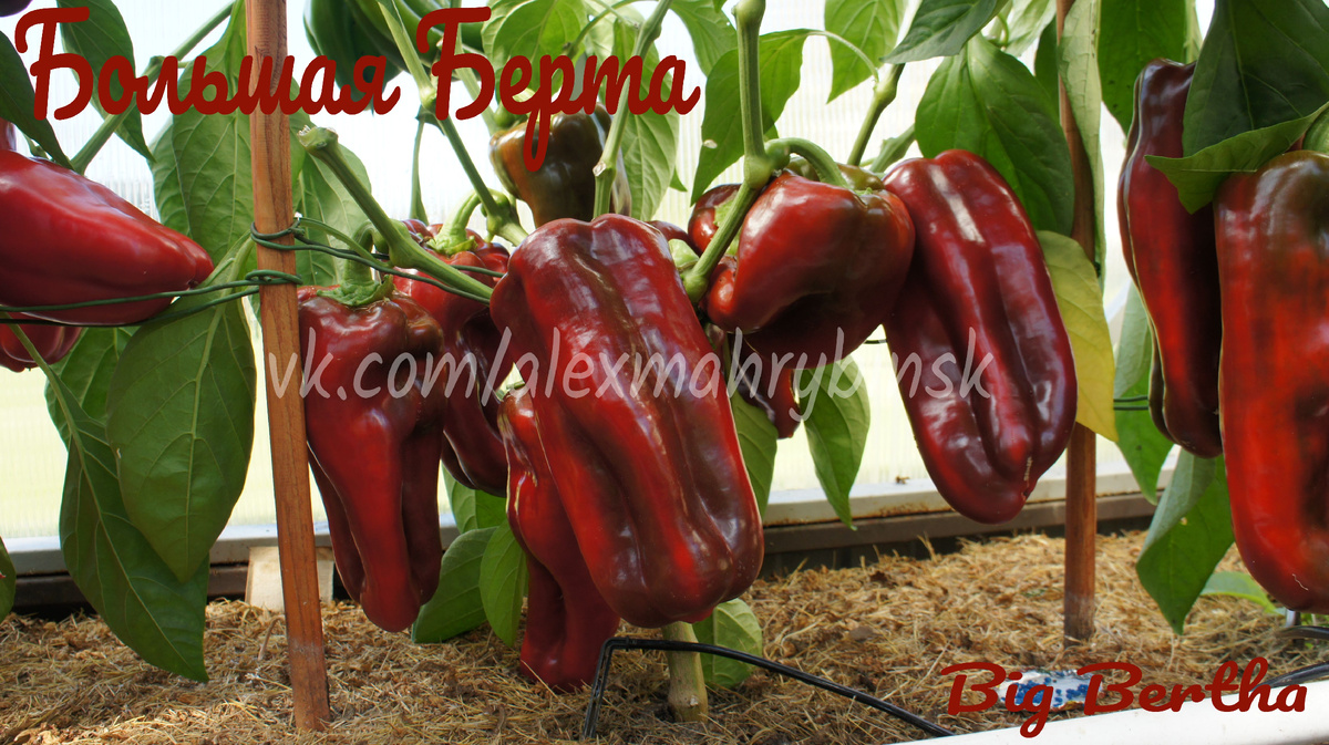 Перец сладкий Большая Берта (Big Bertha) США