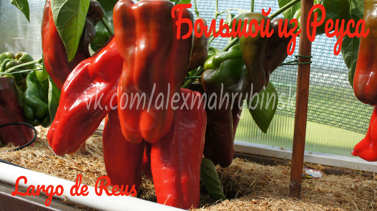 Перец сладкий Большой из Реуса (Largo de Reus) Испания