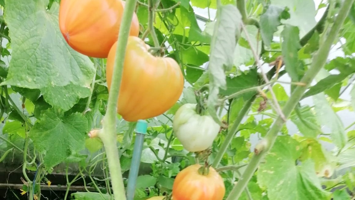 Бычье сердце остается королем крупноплодных