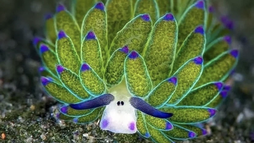 фото из открытых источников/силаприроды