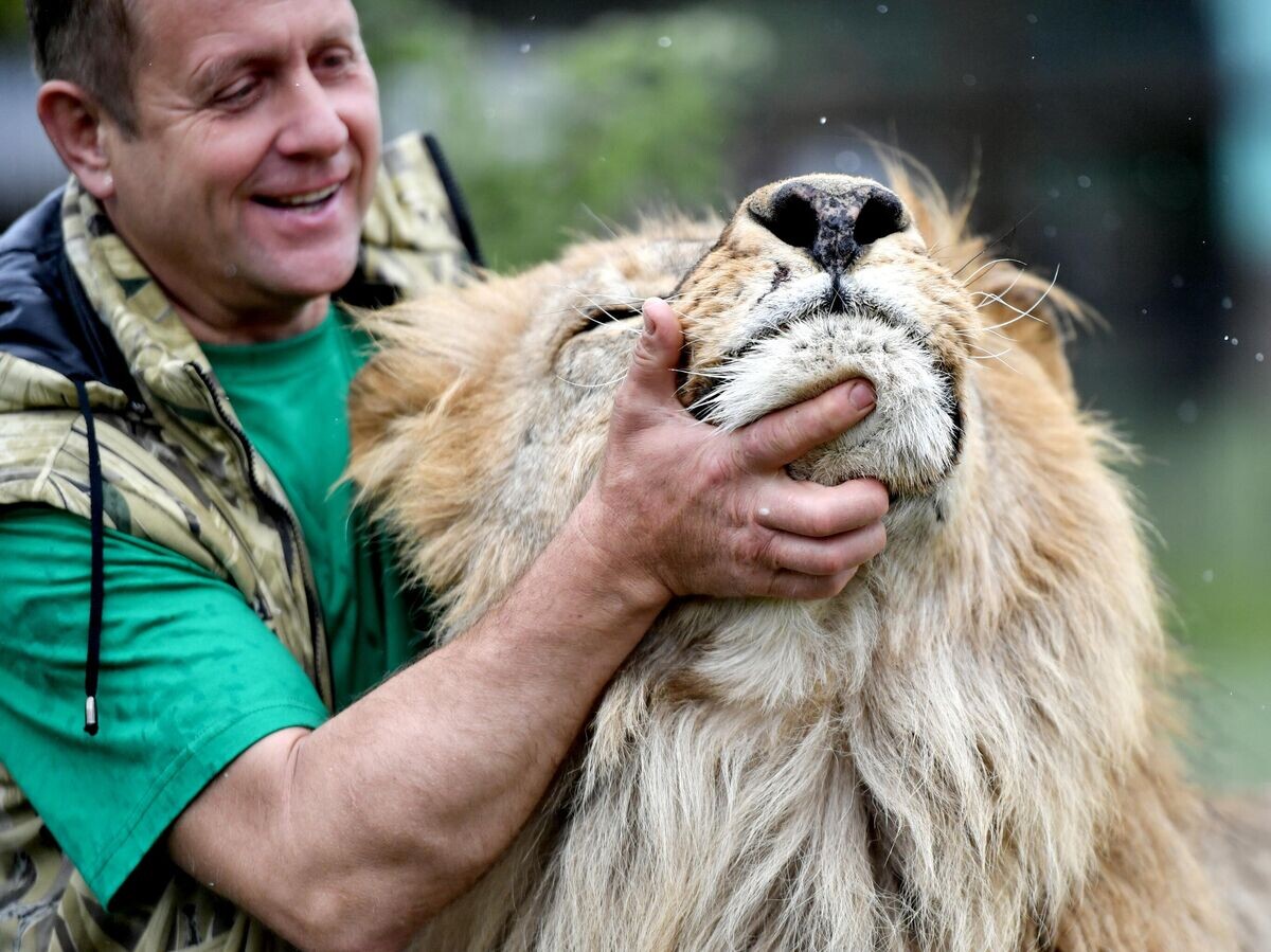    Директор крымского сафари-парка "Тайган" Олег Зубков гладит льва© РИА Новости / Константин Михальчевский