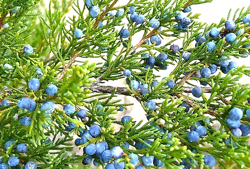 Можжевельник