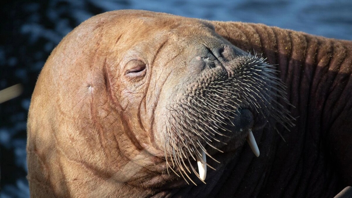    Морж - крупнейшее ластоногое северного полушария. Фото: Filip Jensen / Shutterstock / Fotodom