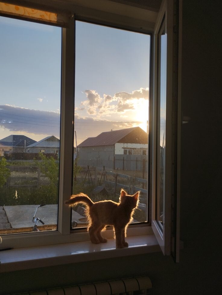 котик - как надежда на лучшее 