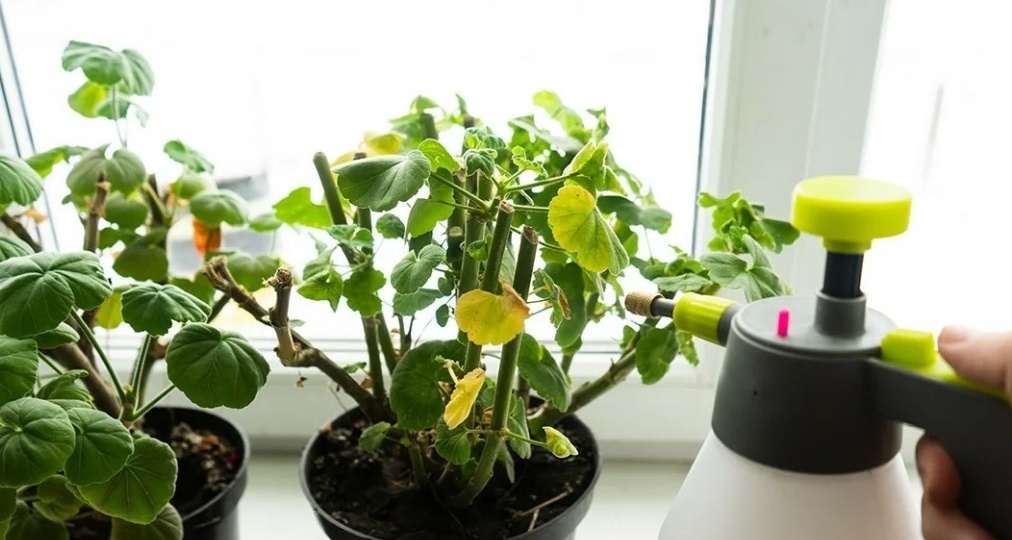 Брызгаю на комнатную герань из пульверизатора йодом. Зима с цветами