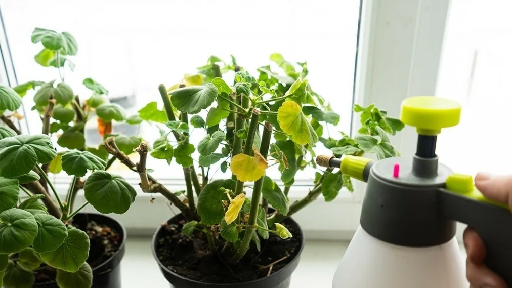 Правильная техника йодного опрыскивания - мелкое распыление с расстояния 30 см в вечернее время