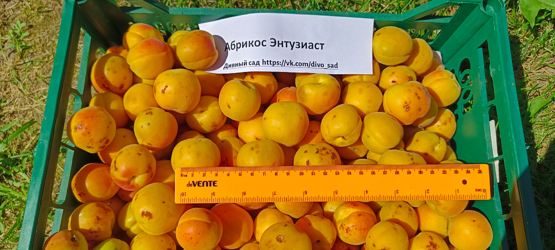 Абрикос Энтузиаст: зимостойкий сорт с отличным вкусом для вашего сада