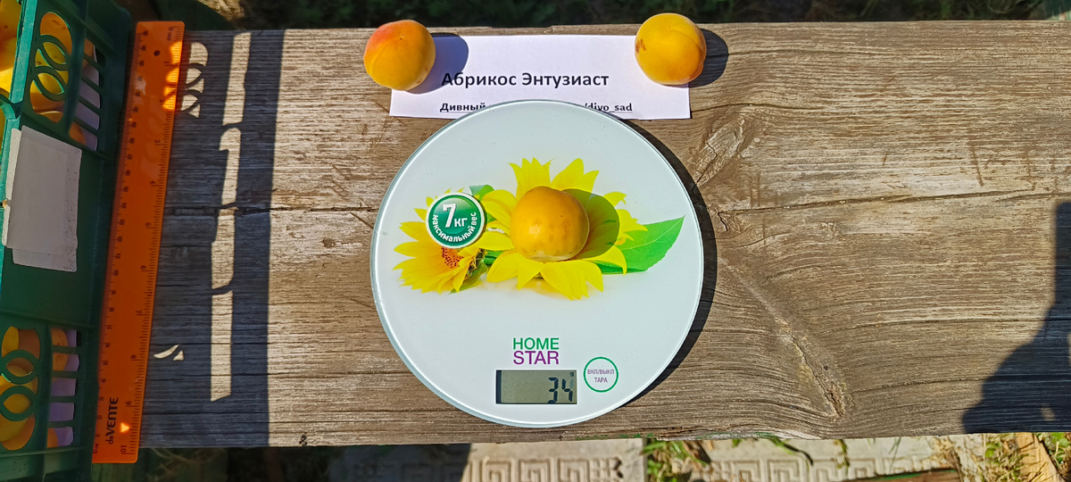                                             Абрикос Энтузиаст в Нижегородской области