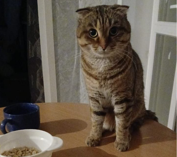 Фото котиков наших подписчиков: листайте галерею!