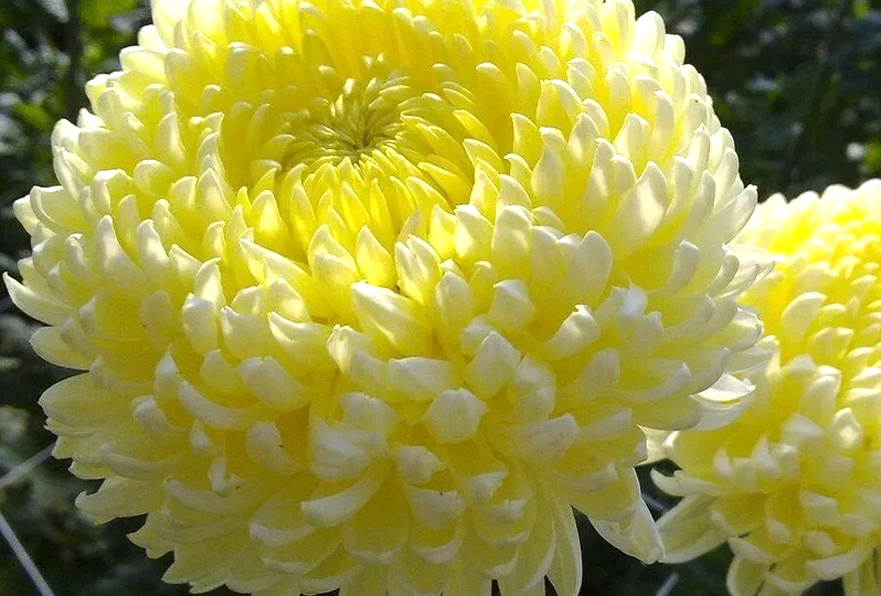 Цветы-Хризантема