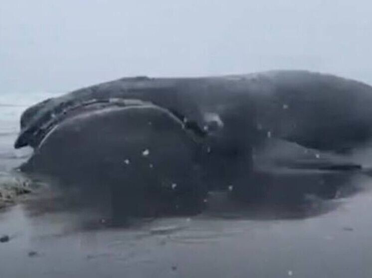     ФОТО: СТОП-КАДР ИЗ ВИДЕО