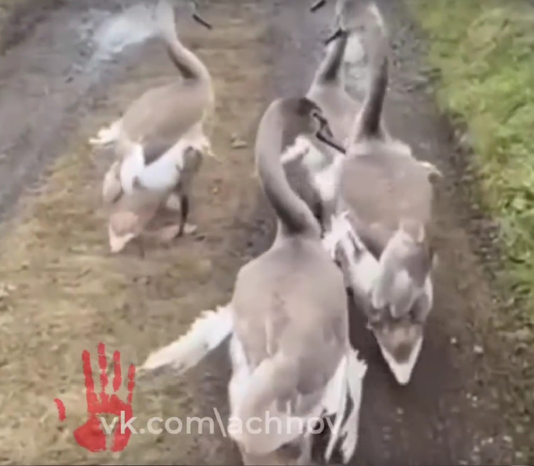 Стоп-кадр с видео