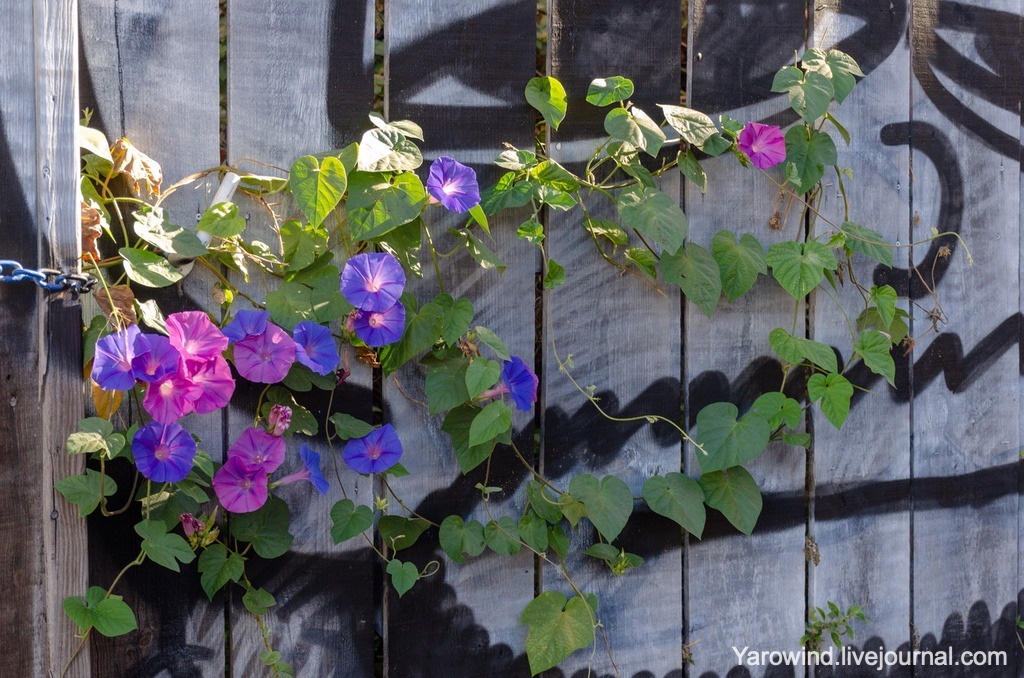 Ипомея трехцветная