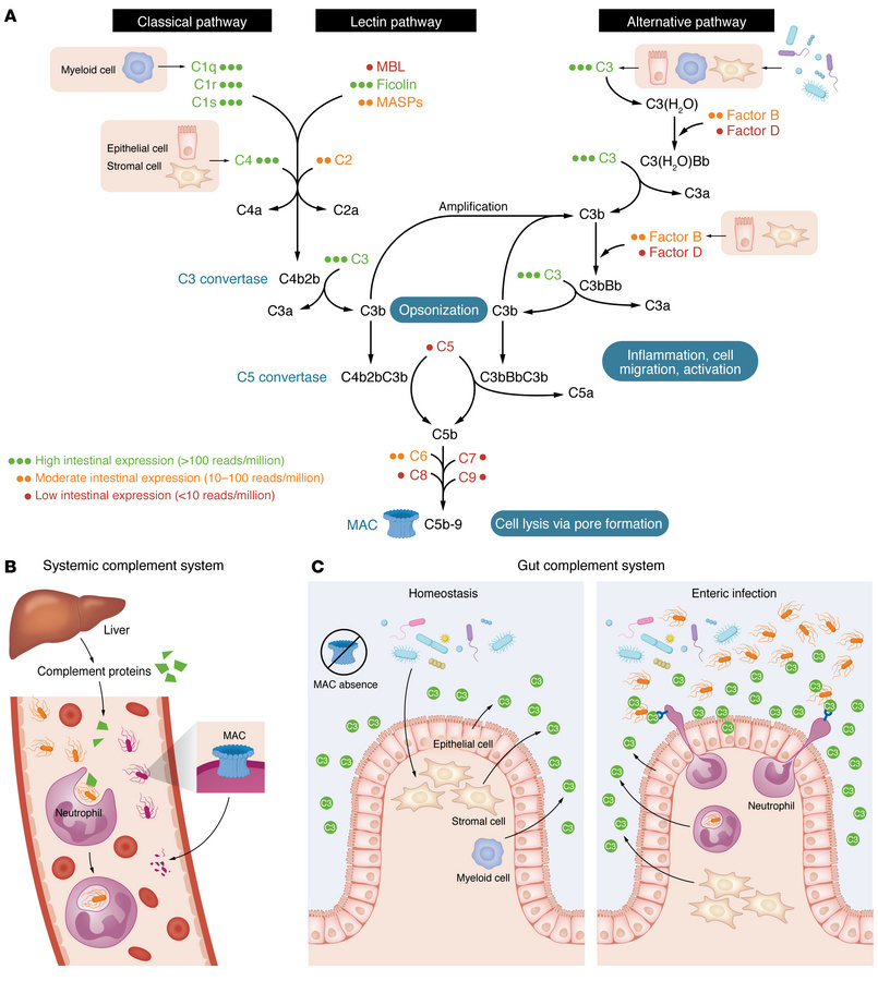 Рисунок 1
Уникальные адаптации кишечной системы комплемента по сравнению с системной системой комплемента. ( A ) Профиль экспрессии комплемента, специфичный для кишечника. Изображены компоненты комплемента, участвующие в трех основных путях активации — классическом, лектиновом и альтернативном, каждый из которых сходится к активации C3 и приводит к эффекторным функциям, включая опсонизацию, воспаление и образование комплекса атаки мембраны (MAC), как в системной системе комплемента. Однако кишечная система комплемента демонстрирует локально адаптированный, ограниченный профиль экспрессии. Указанные уровни экспрессии отражают транскриптомные данные из кишечника в гомеостатических условиях ( 16 ): зеленый цвет (три точки) обозначает высокую экспрессию (>100 прочтений/миллион), оранжевый (две точки) обозначает умеренную экспрессию (10–100 прочтений/миллион), а красный (одна точка) представляет низкую экспрессию (<10 прочтений/миллион). Типы клеток кишечника, ответственные за продукцию этих компонентов, показаны в розовых прямоугольниках (например, стромальные клетки, миелоидные клетки и эпителиальные клетки). ( B ) Системная функция комплемента. Печень является основным источником циркулирующих белков комплемента. В стерильной среде кровотока эти белки поддерживают иммунную защиту посредством опсонизации, привлечения иммунных клеток, фагоцитоза и прямого уничтожения патогенов посредством лизиса, опосредованного MAC. ( C ) Функция комплемента кишечника во время гомеостаза и инфекции. В гомеостатических условиях (слева) C3 в первую очередь экспрессируется стромальными, миелоидными и эпителиальными клетками кишечника. Из-за ограниченного присутствия фагоцитов и отсутствия MAC этот локально продуцируемый C3 не устраняет комменсальную микробиоту. Во время кишечной инфекции (справа) воздействие патогена усиливает активацию комплемента, отложение C3 и способствует привлечению нейтрофилов и фагоцитозу, тем самым способствуя очищению от патогена.
