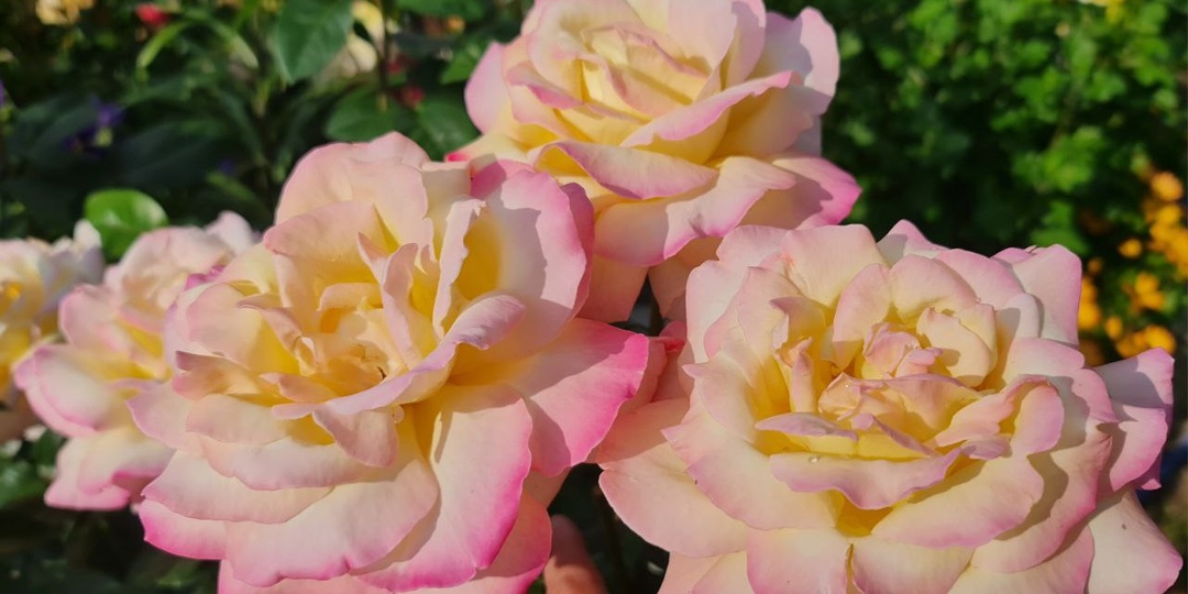 Один из лучших сортов! Глория Дей! Не роза, а легенда