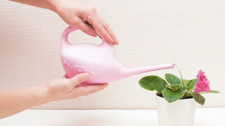 Полив фиалок