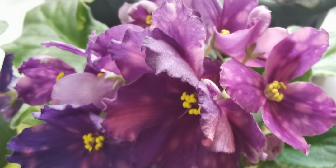 Подкармливаю домашние фиалки 1 составом. Розетки стали в 2 раза пышнее