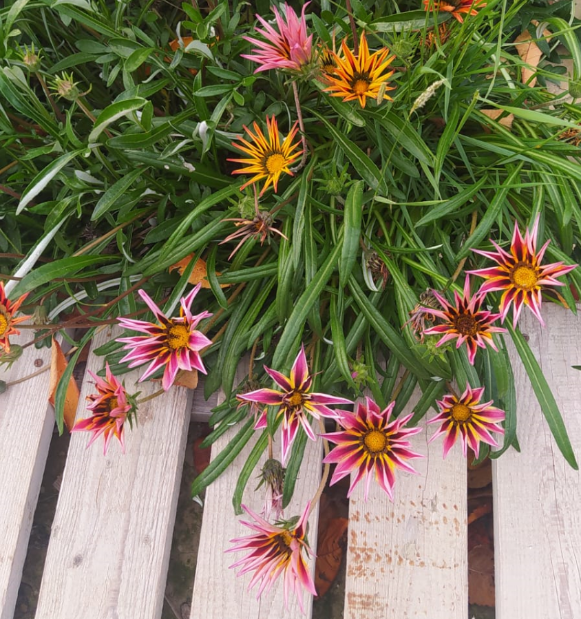 на фото — гацания (Gazania)