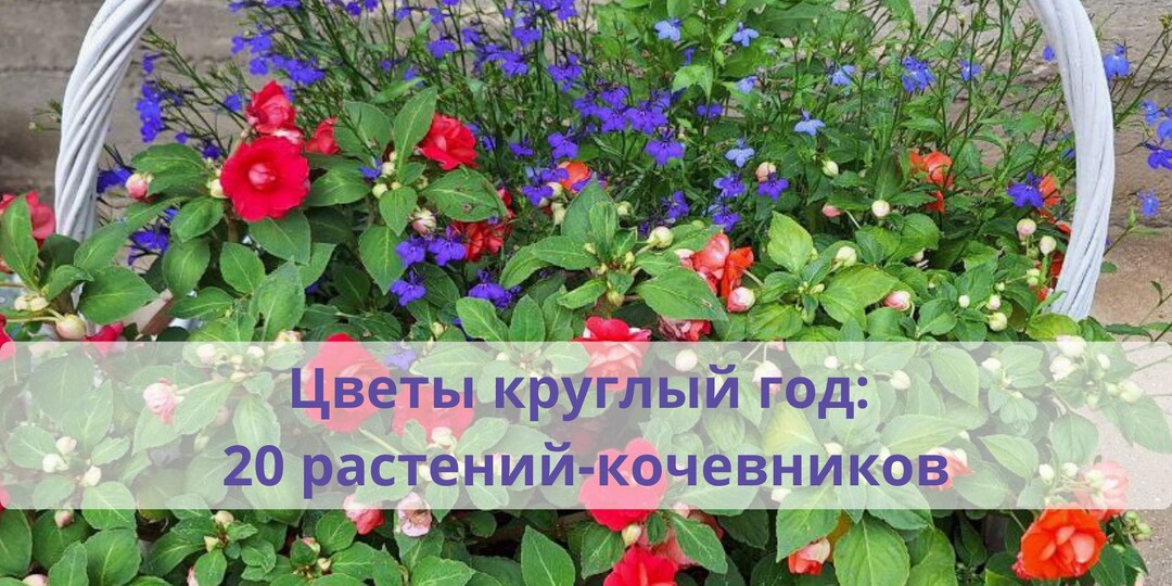 20 растений для круглогодичного цветения, которые можно переносить с участка в дом и обратно