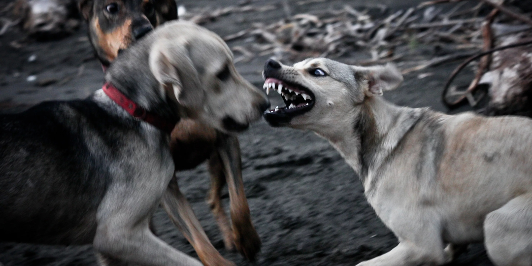 Чем отличается иерархия волков от собак? У собак царит насилие, а у волков — любовь