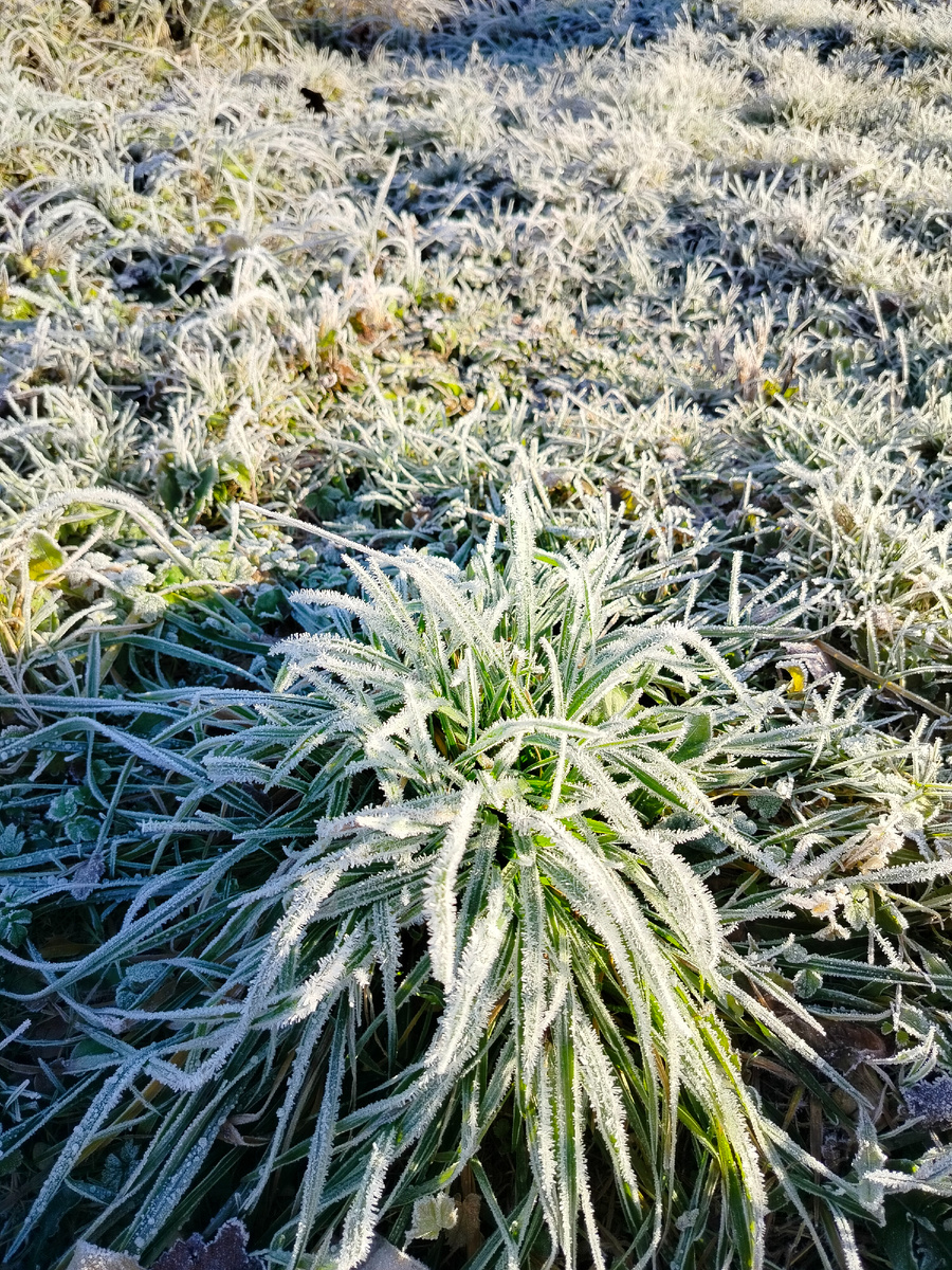 Очень красиво морозец украсил траву