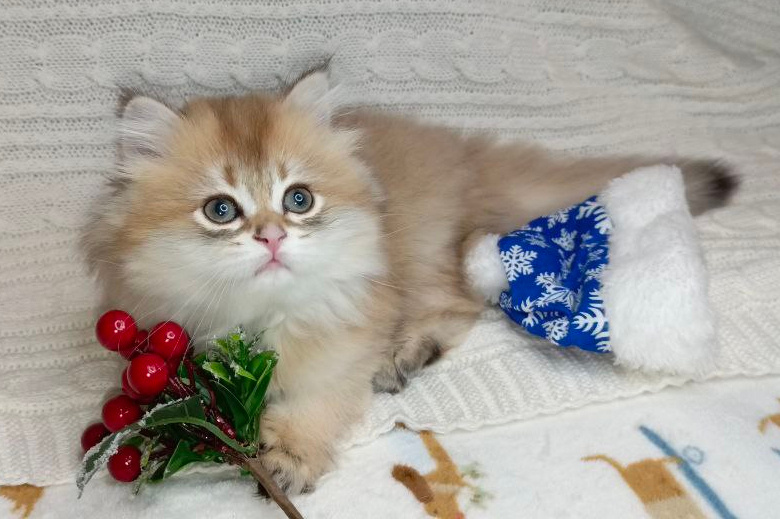 Просто красивая Тигра малегькая