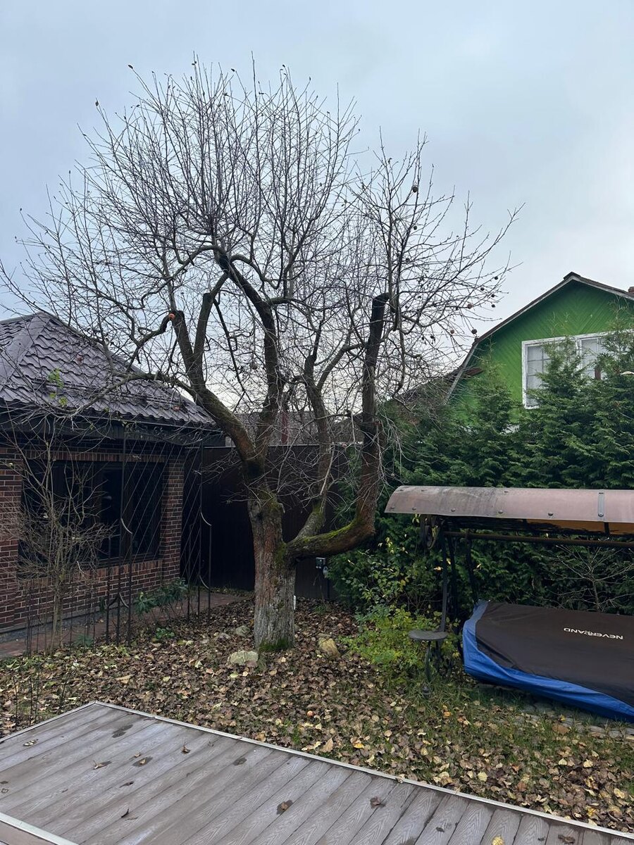 Сильнорослая яблоня