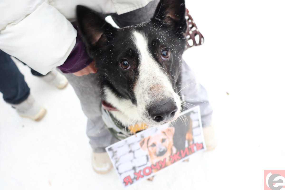    Фото: "Прецедент"