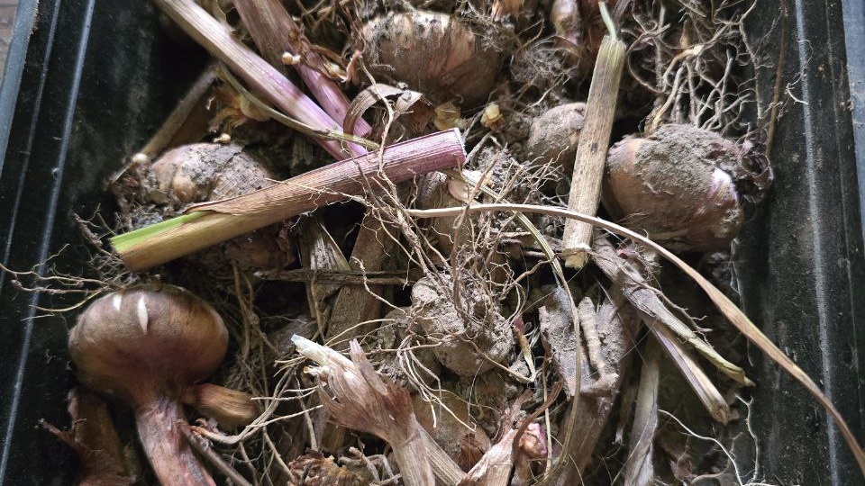 Чищу гладиолусы для хранения зимой, подробнее опишу в посте, на сайте наконец-то открыли предзаказ на весну, ассортимент здесь