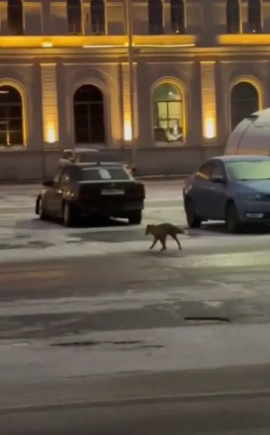    Фото: стоп-кадр видео из телеграм-канала «Мегаполис | ДТП и ЧП | Санкт-Петербург | Питер»