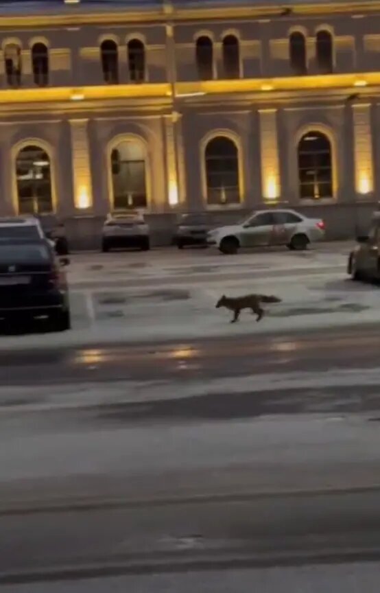    Фото: стоп-кадр видео из телеграм-канала «Мегаполис | ДТП и ЧП | Санкт-Петербург | Питер»