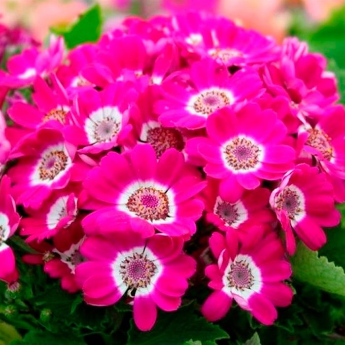 своб.источ.