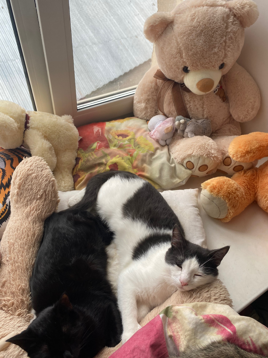 Сиамские близнецы наши 😻