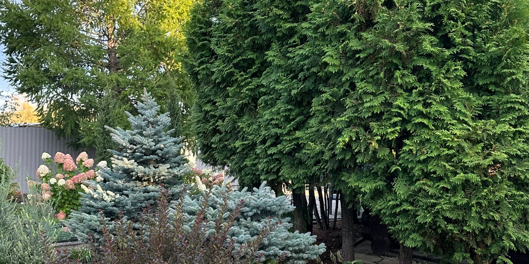 Зимние посиделки в саду на Иртыше