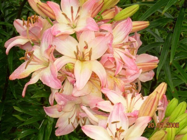 Фото автора.Лилия у меня на даче.