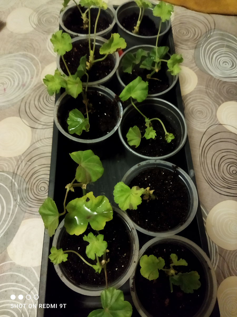 Пеларгония