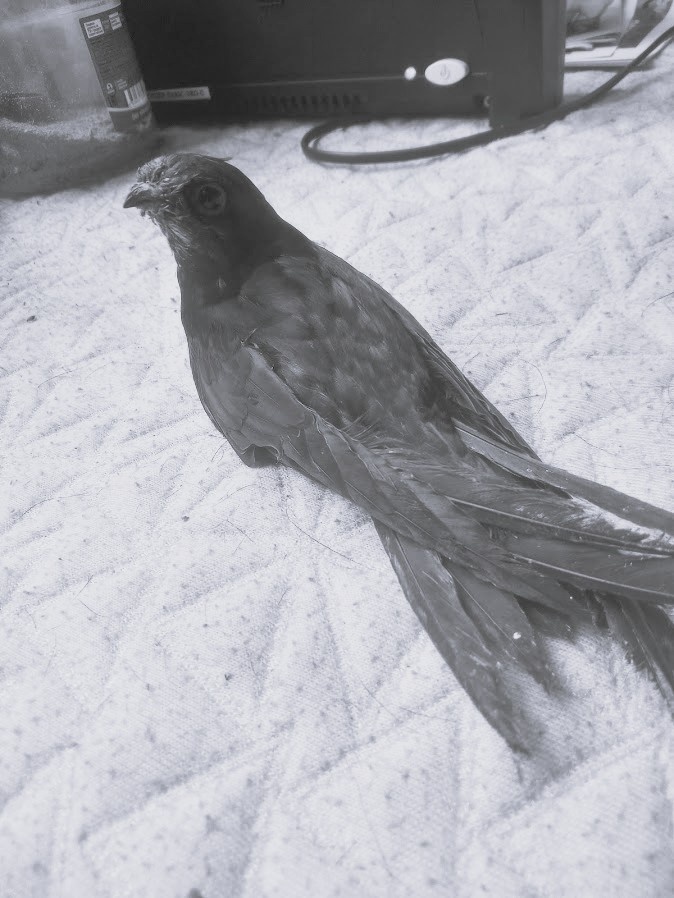 Наш любимый Орел, ты навсегда в нашем сердце...